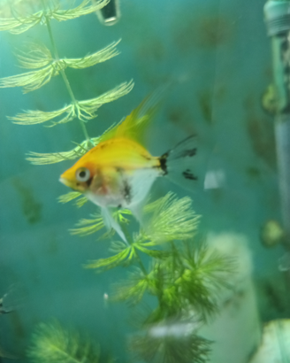 Scalari pesci acquario leggi bene