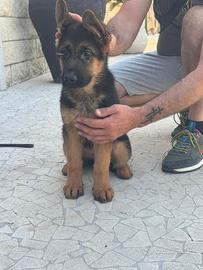 Cucciolo Pastore Tedesco