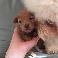 Cucciole barboncino nano Red