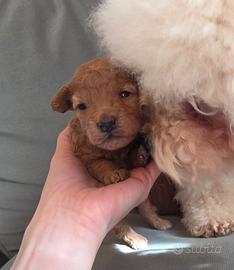 Cucciole barboncino nano Red