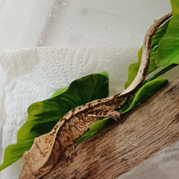 Geco ciliatus