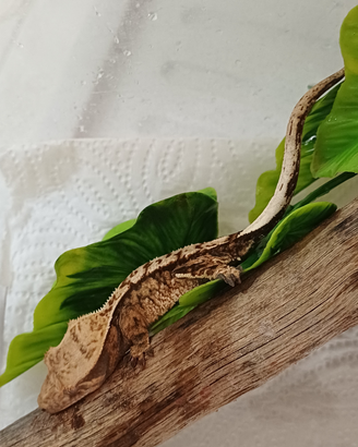 Geco ciliatus