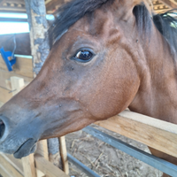 Cavallo intero