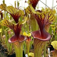 pianta carnivora sarracenia F88mk