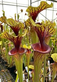pianta carnivora sarracenia F88mk