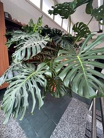 Monstera deliciosa gigante