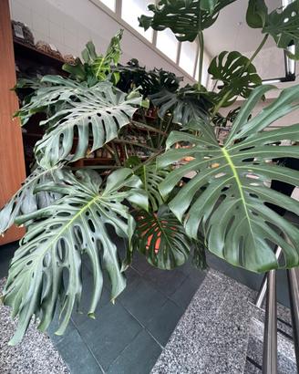 Monstera deliciosa gigante