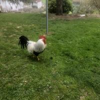 Gallo livornese