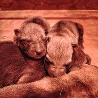 Cuccioli lupo cecoslovacco