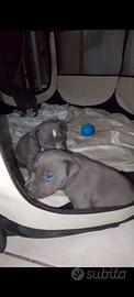 Amstaff puri