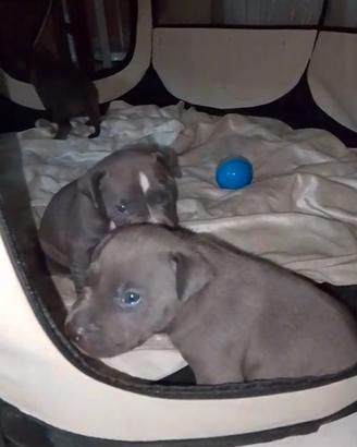 Amstaff puri