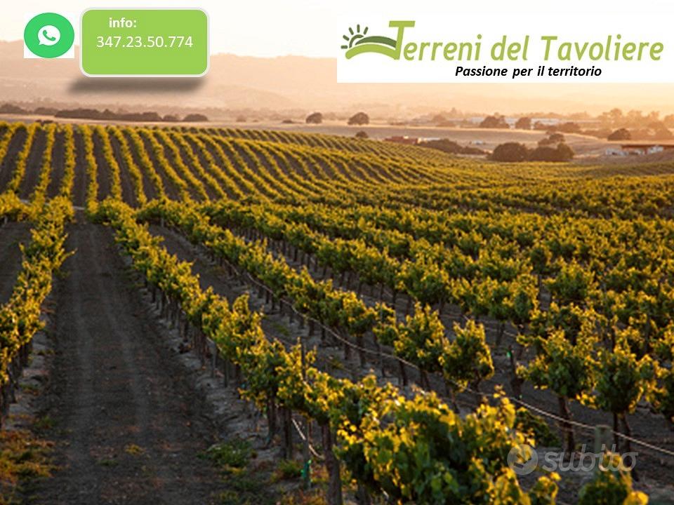 Vigneto Produttivo di 9.000 mq San Severo - Vista 5