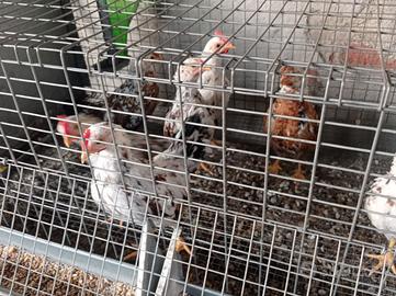 Galline nane millefiori