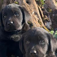 Labrador retriever cuccioli neri e gialli