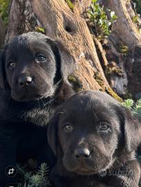 Labrador retriever cuccioli neri e gialli