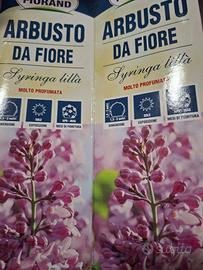 arbusto da fiore syringa lillà