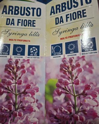 arbusto da fiore syringa lillà