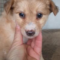 Mamma e cuccioli taglia medio piccola in adozione