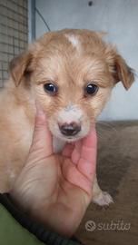 Mamma e cuccioli taglia medio piccola in adozione