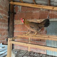 Gallina di razza Modenese