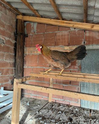 Gallina di razza Modenese