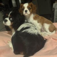 Cavalier King