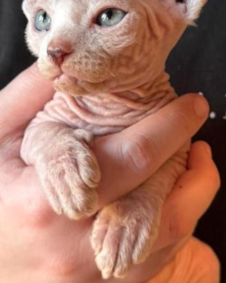 Cucciola gatto sphinx disponibile