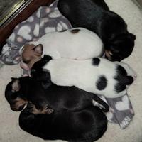 Cuccioli mix
