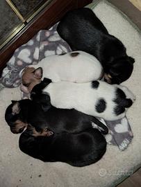 Cuccioli mix