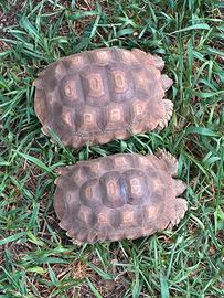 Geochelone Sulcata tartarughe