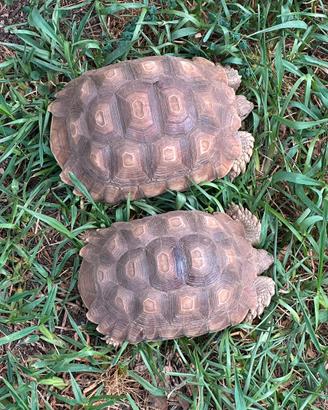 Geochelone Sulcata tartarughe