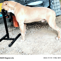 Ukc pedigree MCKCI
