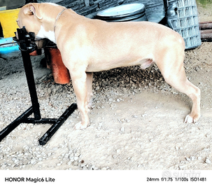 Ukc pedigree MCKCI