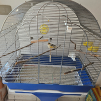 Gabbia completa con canarino maschio