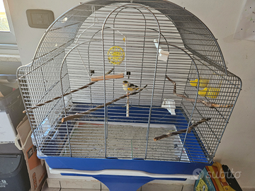 Gabbia completa con canarino maschio