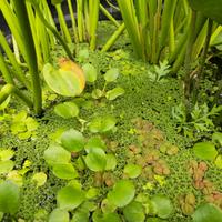 Piante acquatiche per laghetto/acquario