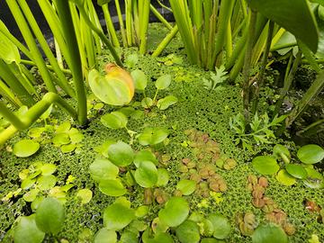 Piante acquatiche per laghetto/acquario