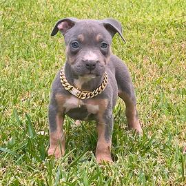 American pitbull terrier occhi chiari