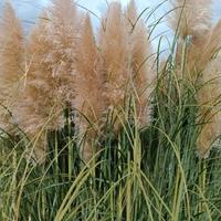 Pampas -piume della pampa 