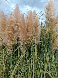 Pampas -piume della pampa 