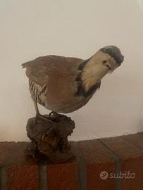 Coturnice imbalsamata.