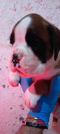 Cuccioli di boxer