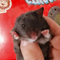 Criceti