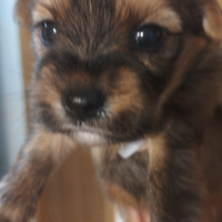 4 cuccioli Yorkshire e barboncina, marroni e neri