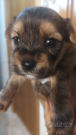 4 cuccioli Yorkshire e barboncina, marroni e neri