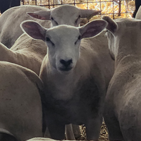 Texel da riproduzione