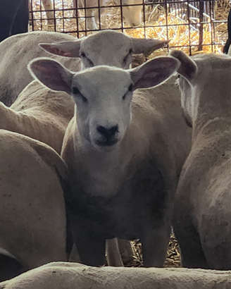 Texel da riproduzione