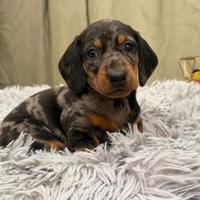 Bassotto Arlecchino Maschio