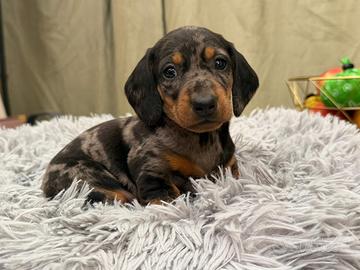 Bassotto Arlecchino Maschio