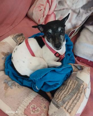 Cagnolina di Casa